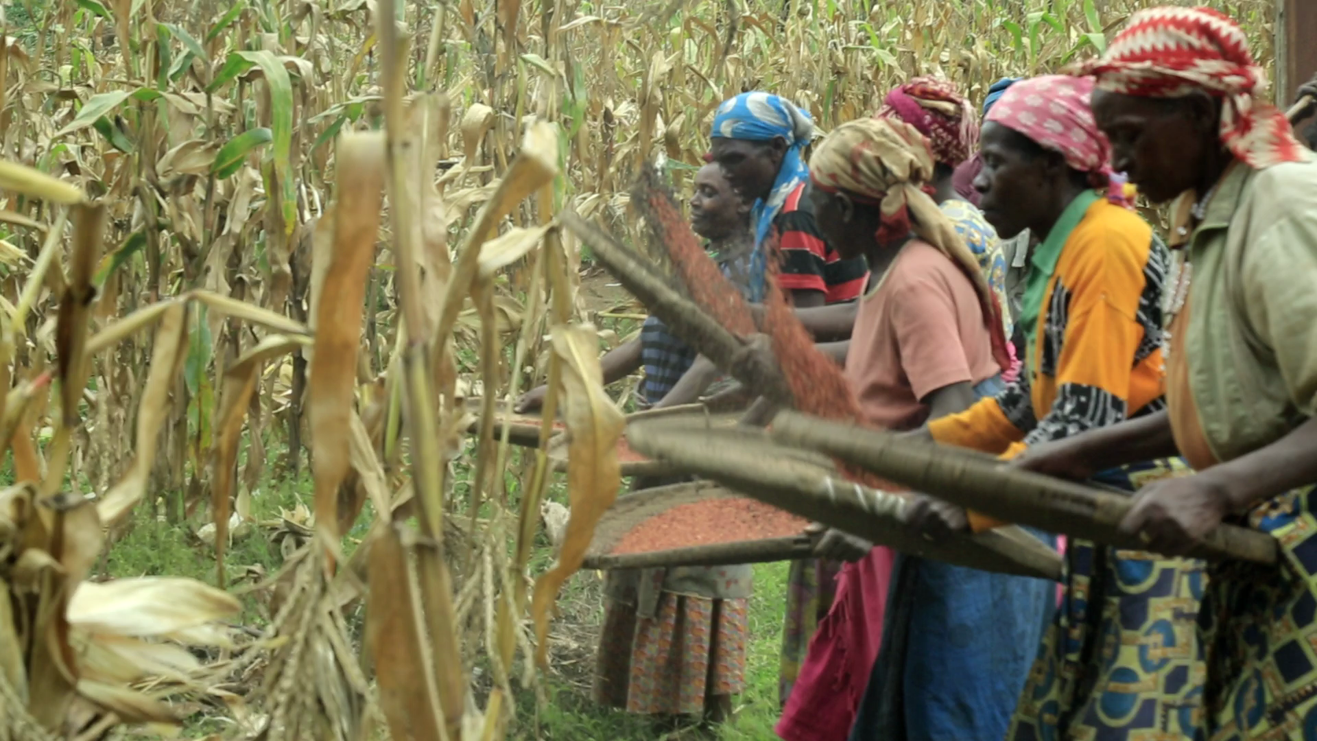 Des femmes vannant des graines de sorgho au Rwanda - Joseph Lionceau CC BY SA 4.0